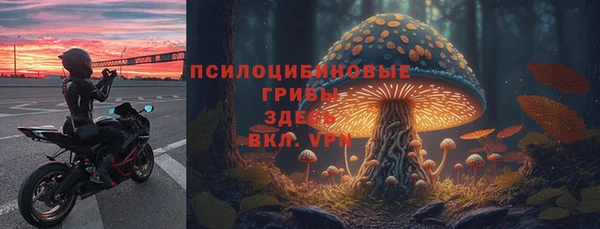 шишки Тайга